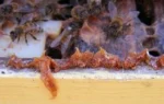 Raw Bee Propolis - Image 2