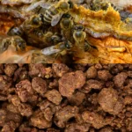 Raw Bee Propolis - Image 4