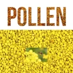 Mustard Bee Pollen – 100% Natural Raw Sarso Bee Pollen | Bulk Supply 15kg | SHAHADWALE