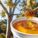 Eucalyptus Honey | Safeda Honey | Neelgiri Flora Honey - Bulk for Brands & Wholesalers