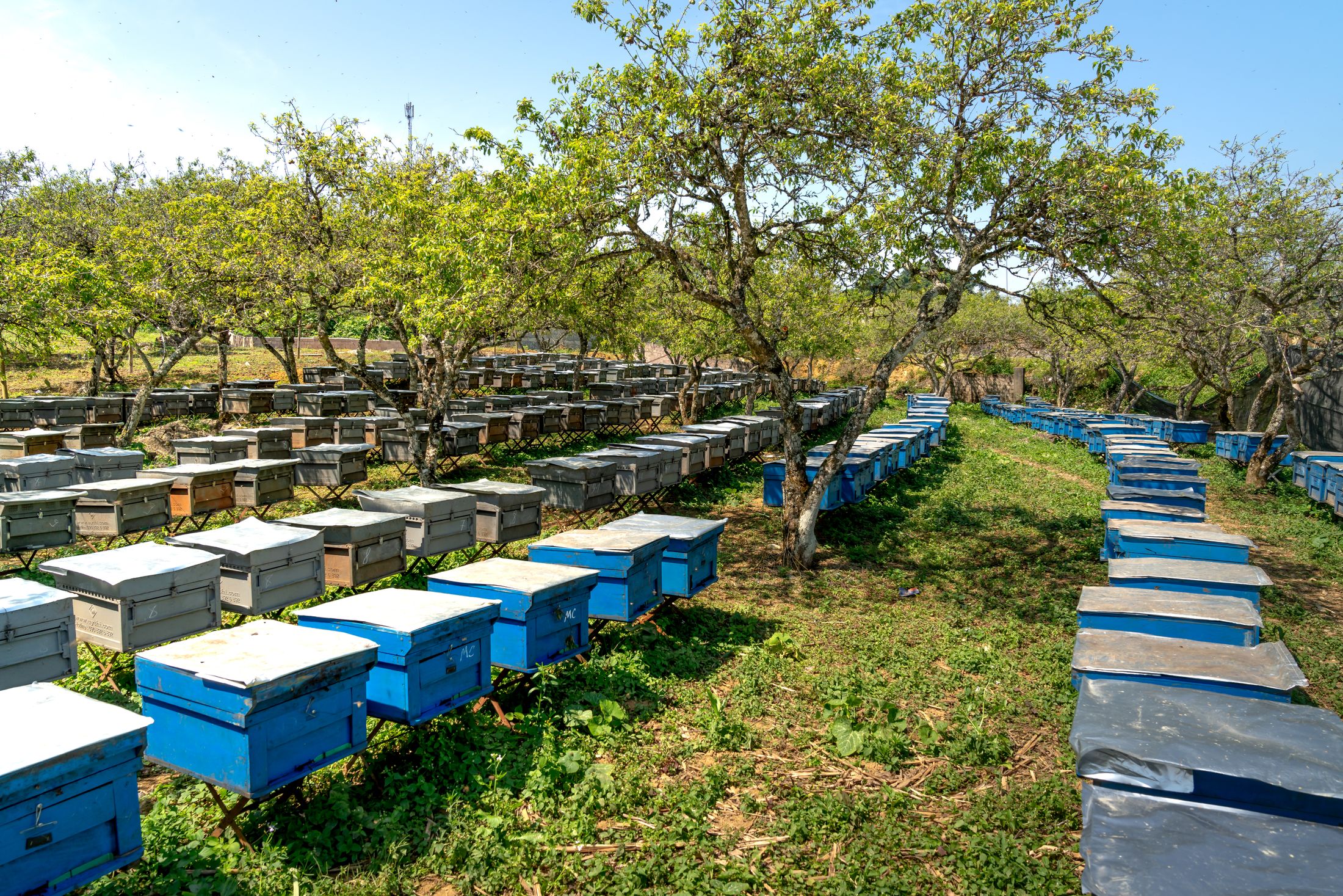 Rows of wooden beehives at an apiary among flowering fields