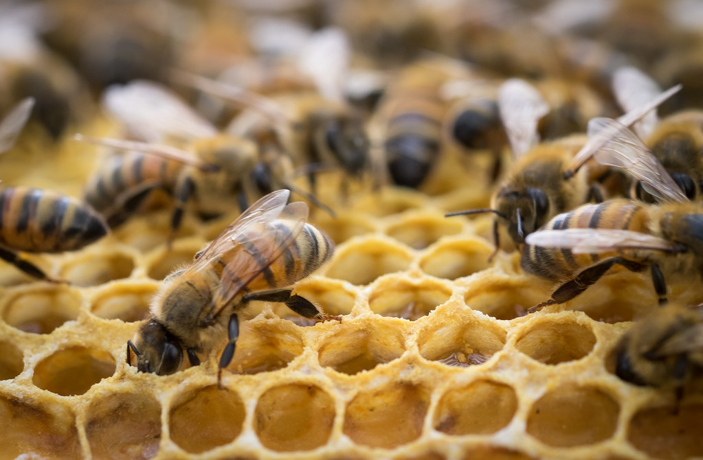 Raw Honey Benefits (2026): Science-Backed Benefits, Uses, Myths & Buying Guide
