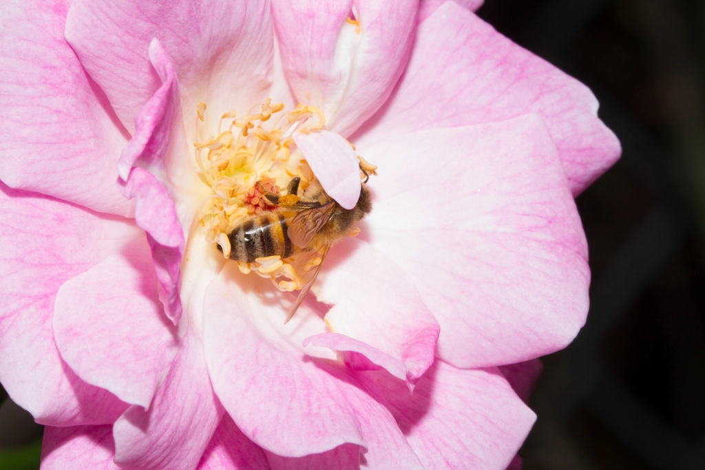 Types of Honey in India (2026): Complete Guide to Honey Varieties, Benefits & Uses
