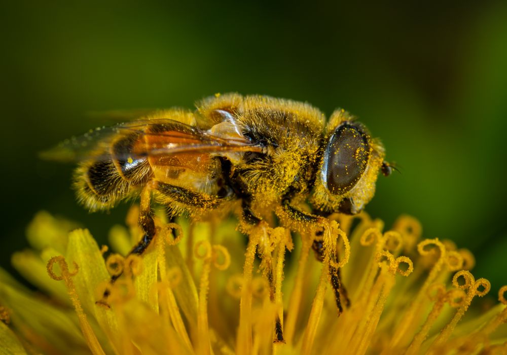 Bulk Pollen