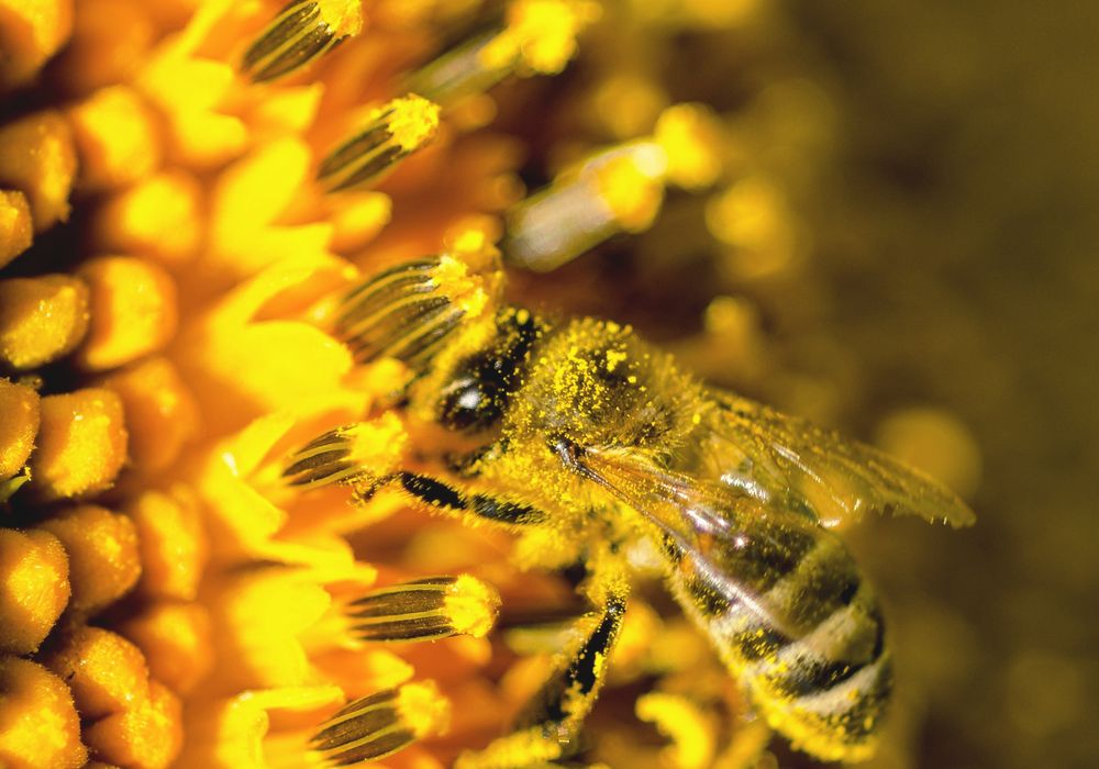 Natural Bee Pollen